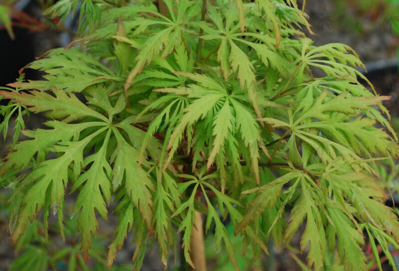 Japanese Maple Shigure Bato 7 gal