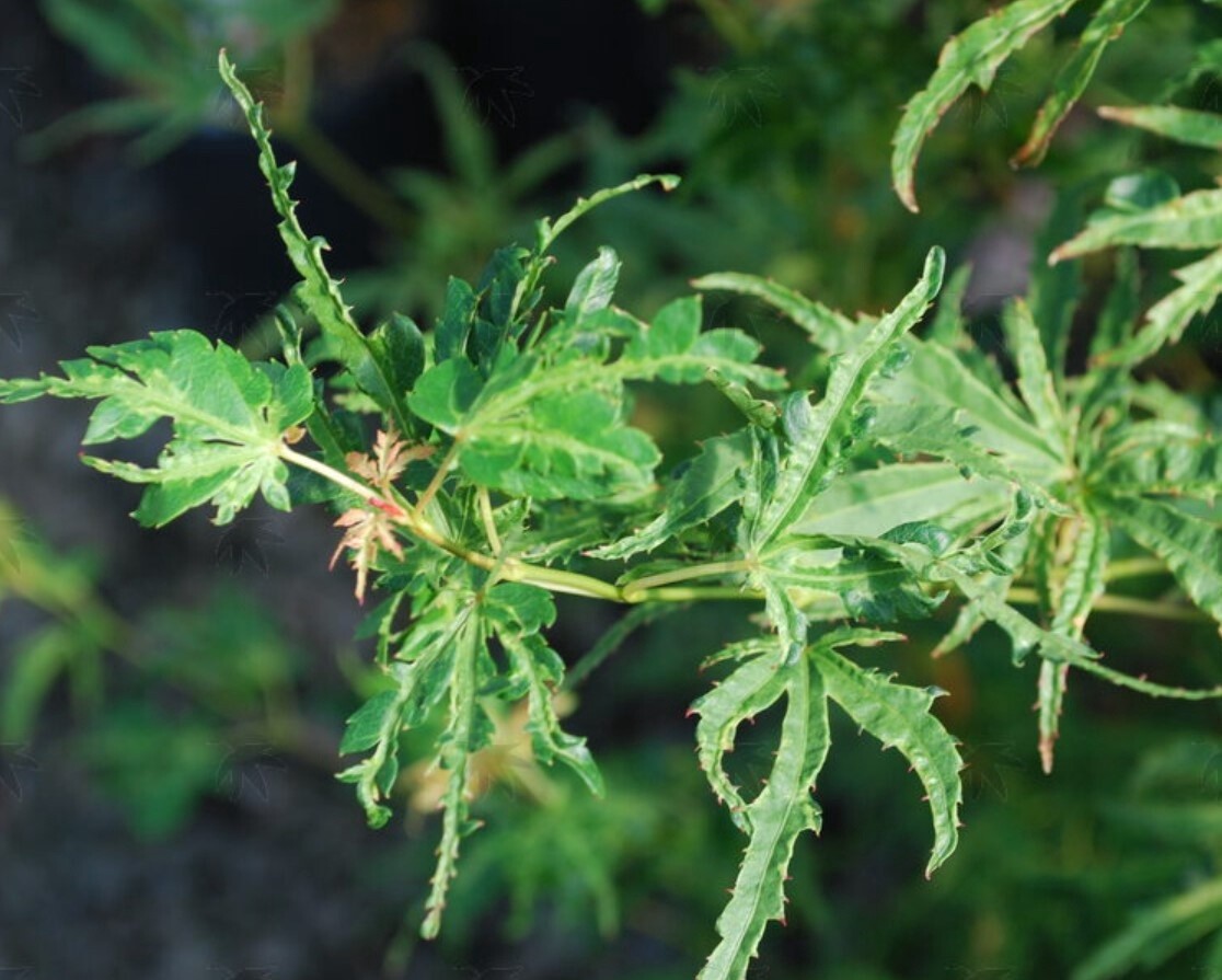 Japanese Maple Dr Seuss 1 gal