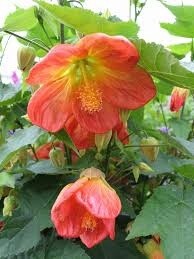 Abutilon Lucky Lantern Tangerine 1 gal