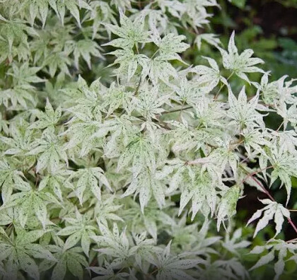 Japanese Maple Ukigumo floating cloud 3 gal
