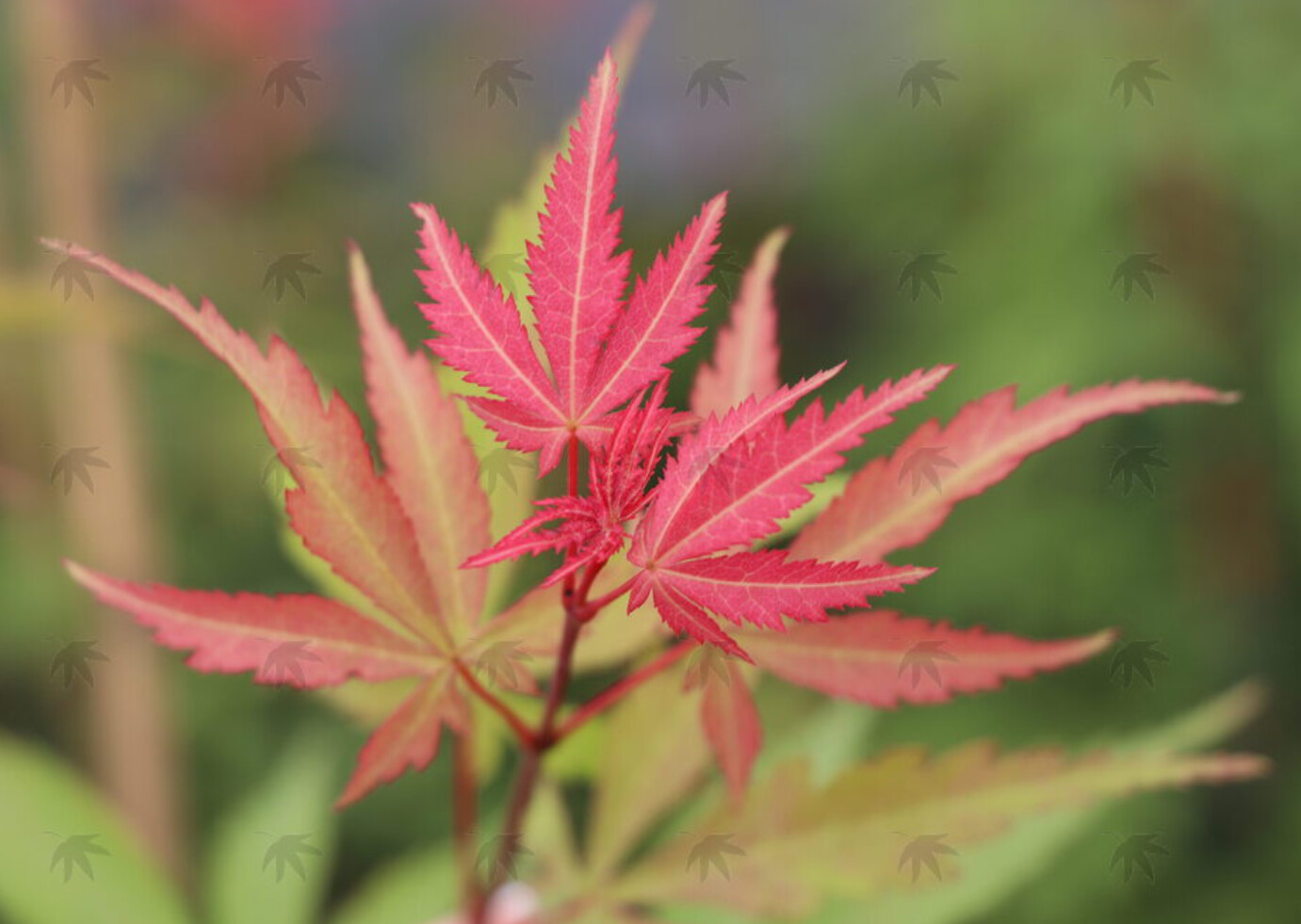 Japanese Maple Wakehurst Pink 3 gal