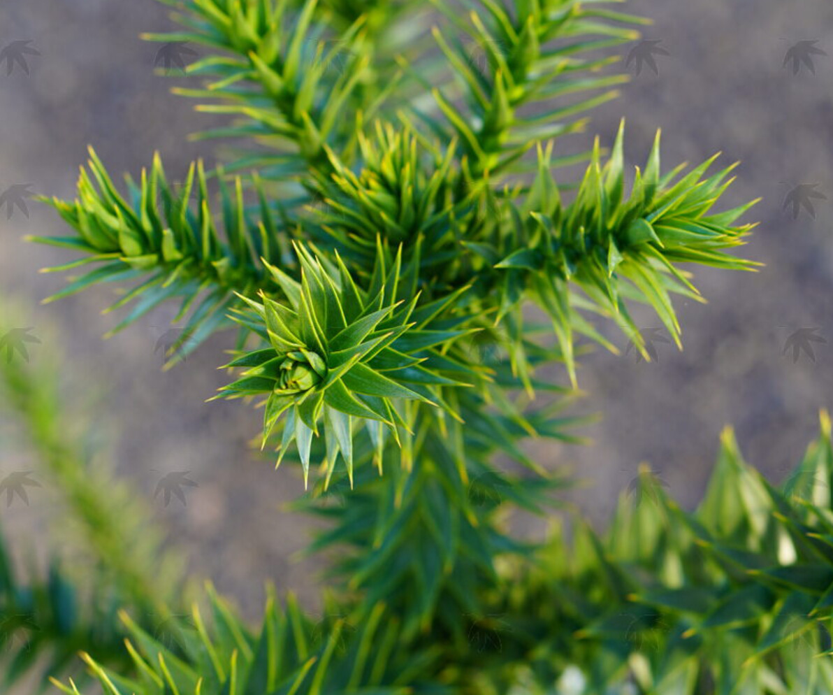 Monkey Puzzle tree 8&quot;