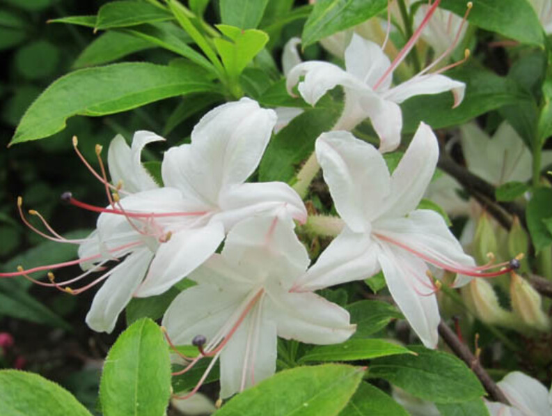 Azalea Westons Innocence 3 gal