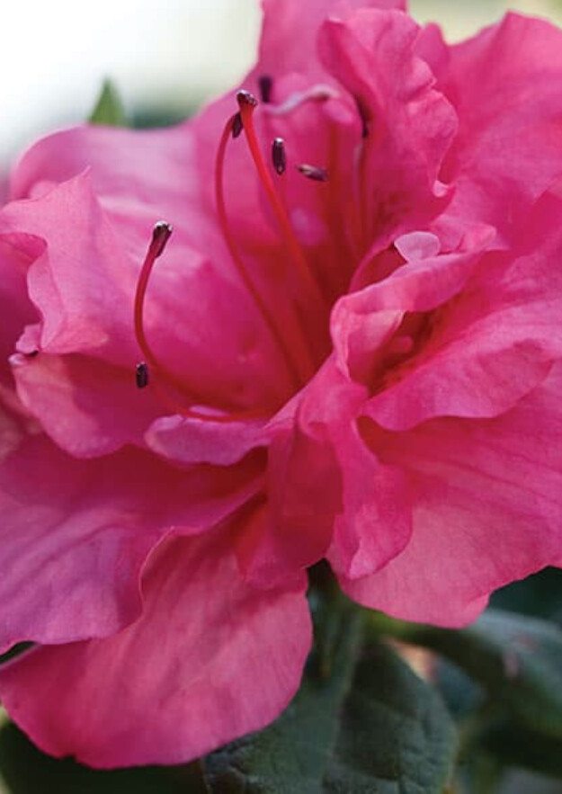 Azalea Encore Autumn Rouge 1 gal