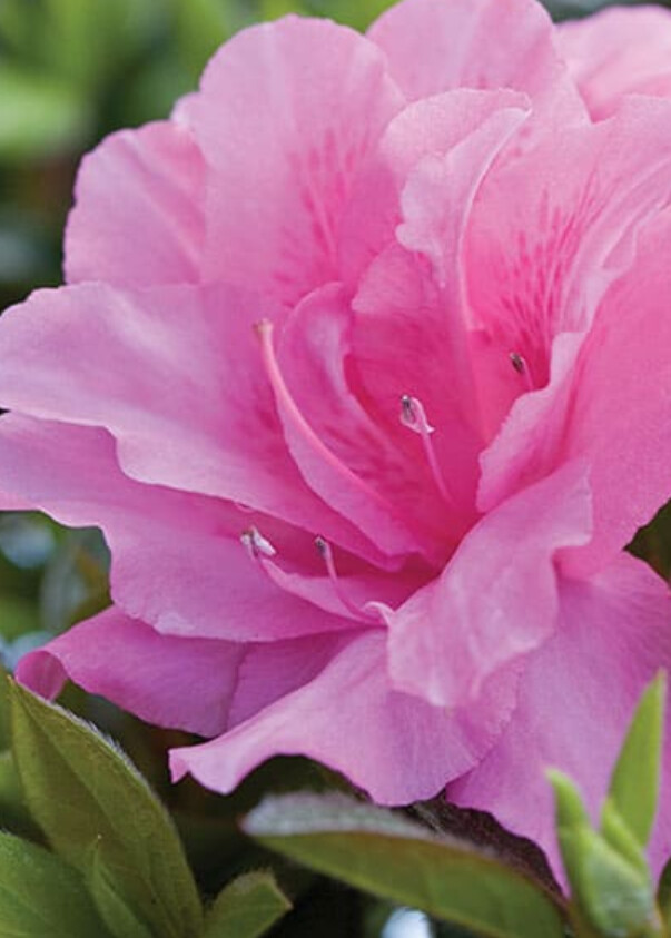 Azalea Encore Autumn Carnation 1 gal