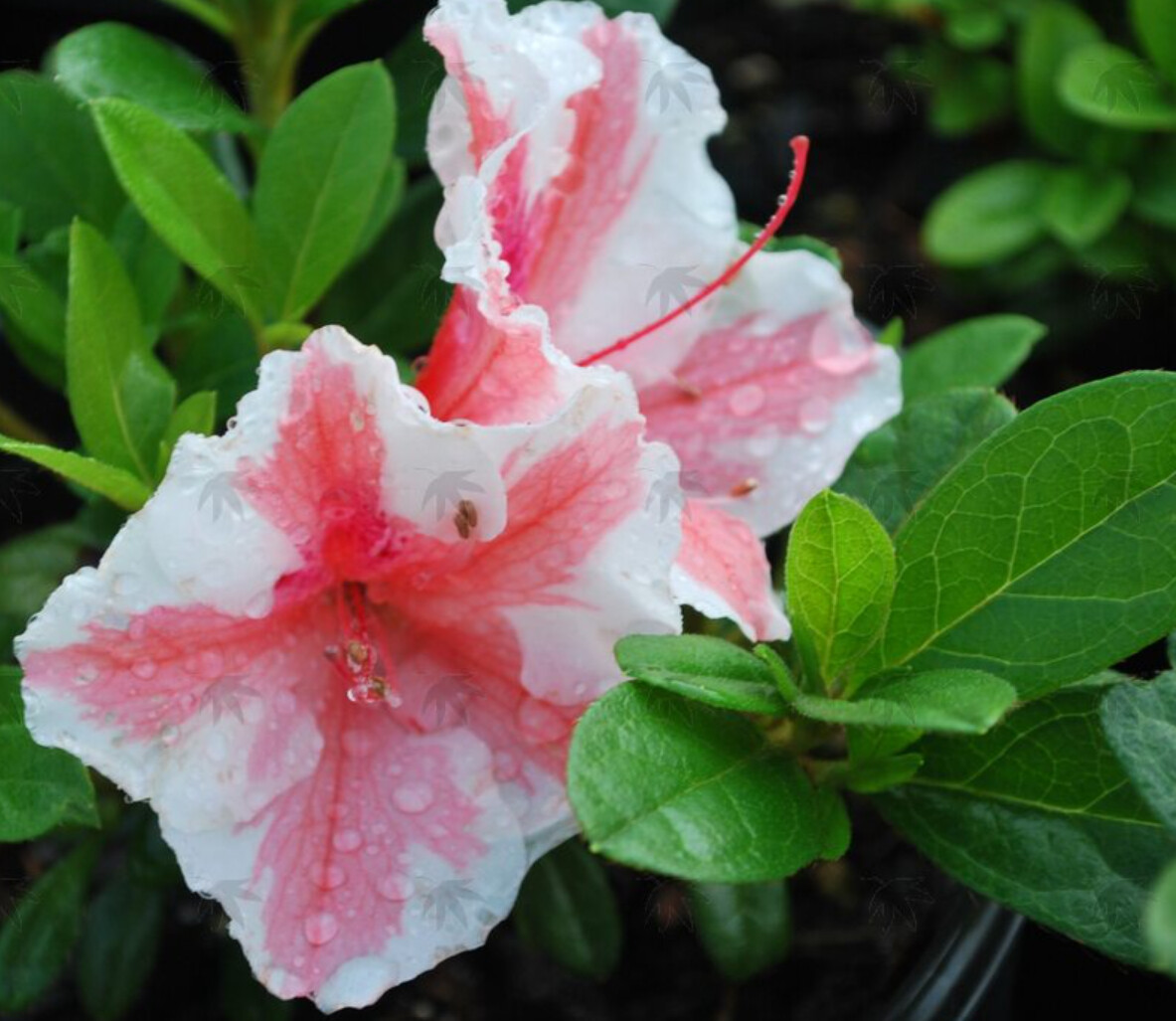 Azalea Encore Autumn Starburst 1 gal