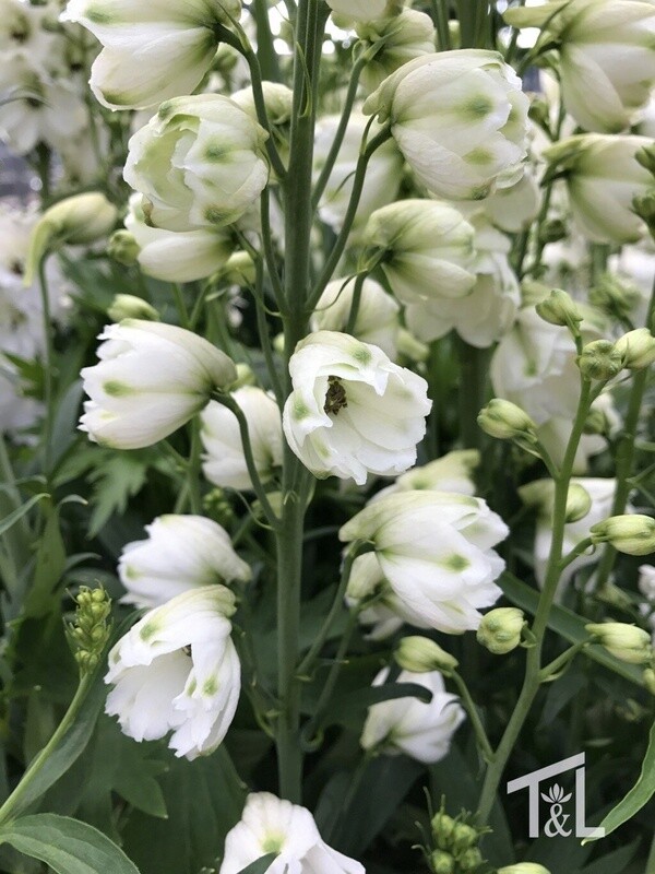 Delphinium Guardian White 4&quot;