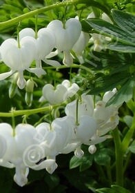 Bleeding Hearts Alba 1 gal