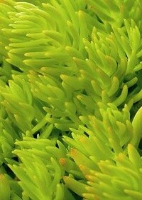 Sedum Lemon Ball 4"