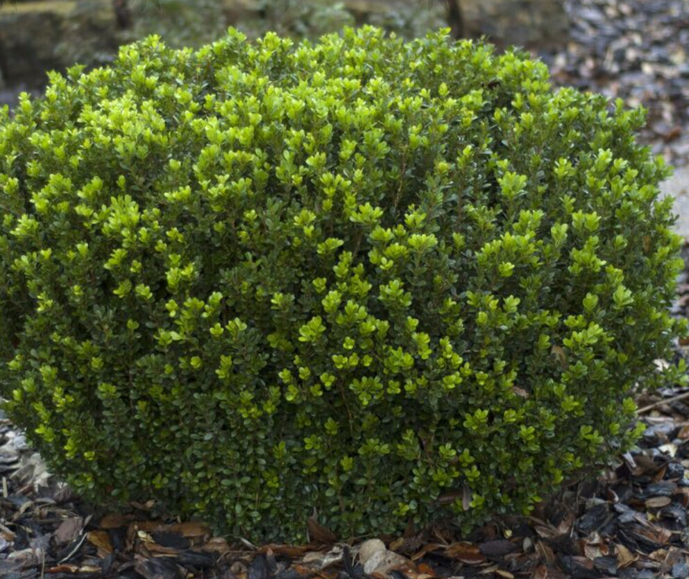 Boxwood Baby Gem 1 gal