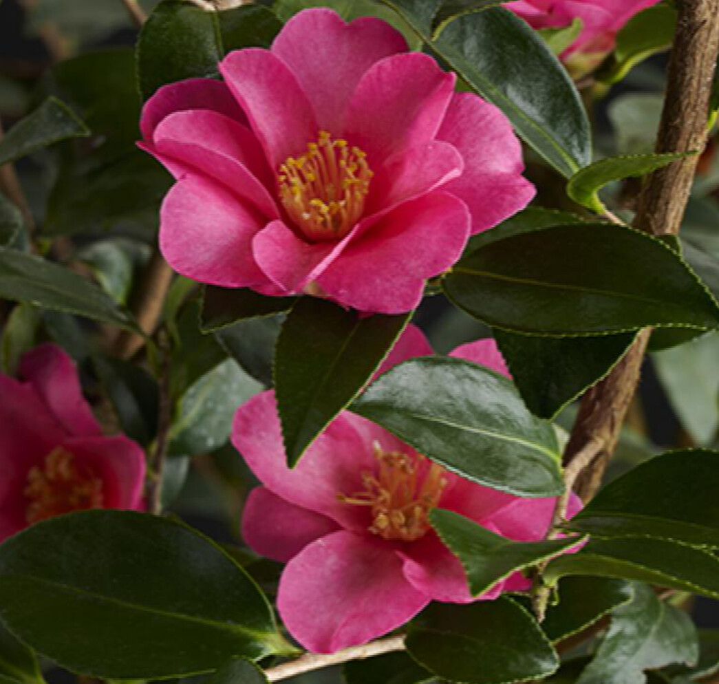 Camellia Kanjiro 2 gal