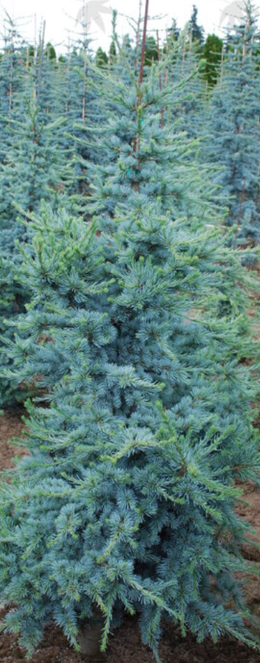 Blue Atlas Cedar Horstmann 1 gal
