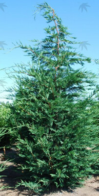 Leylandii Cypress 5 gal