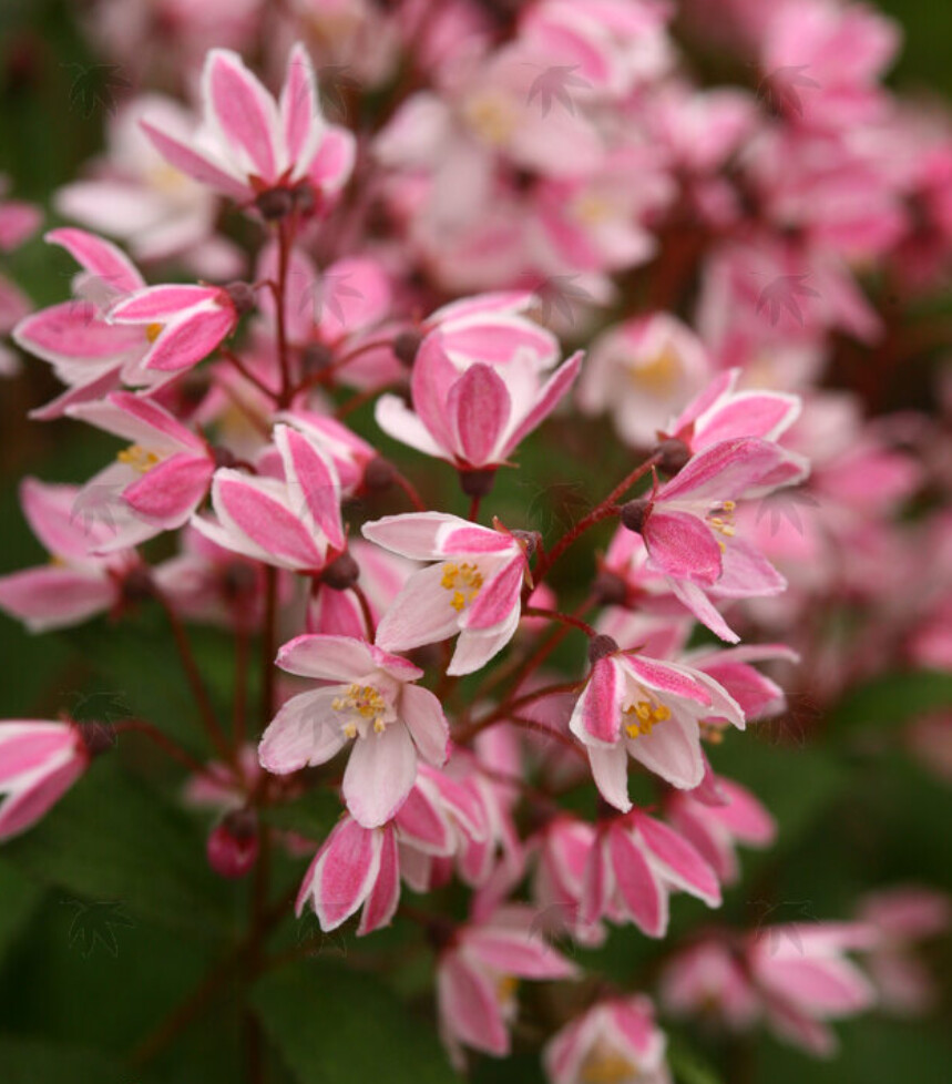 Deutzia Cherry Blossom 3 gal