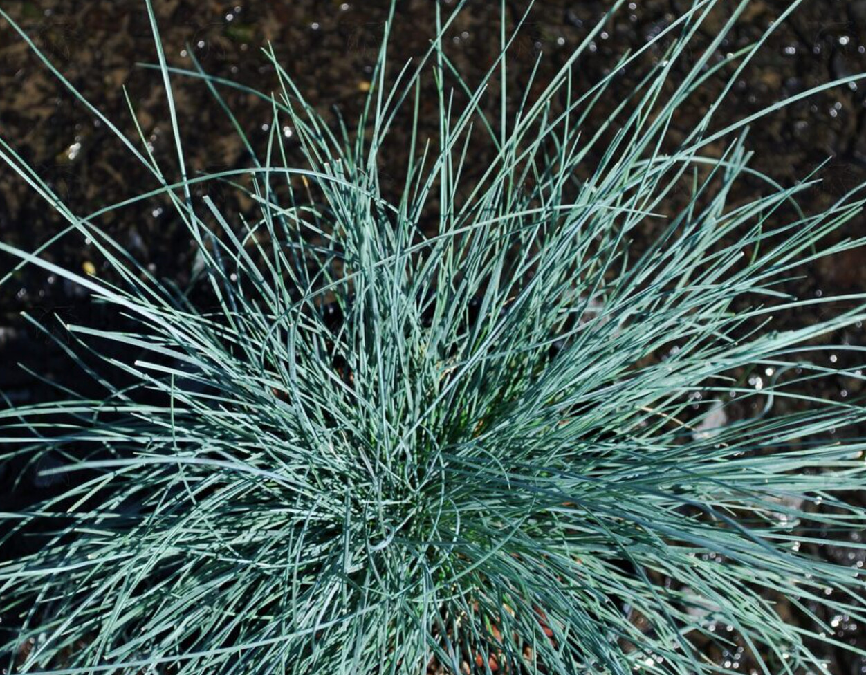 Fescue Cool as Ice 1 gal