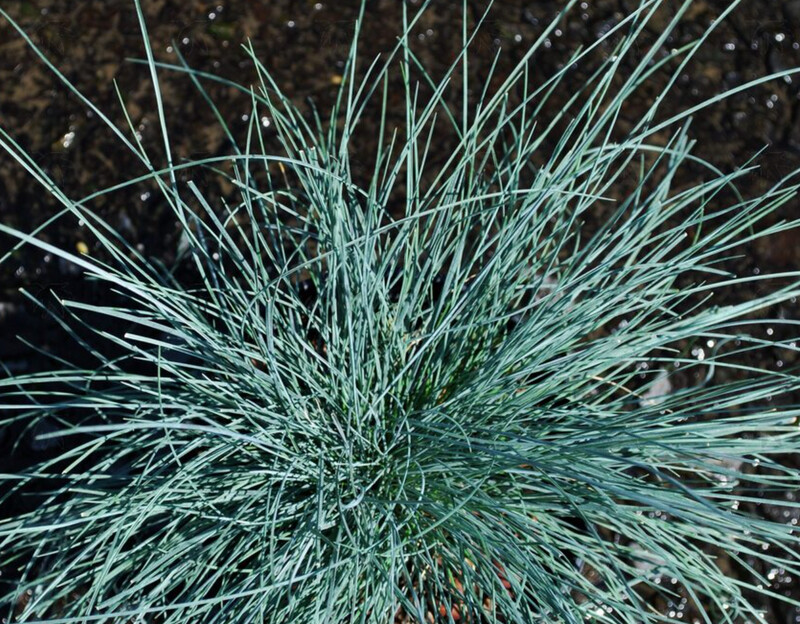 Fescue Cool as Ice 1 gal