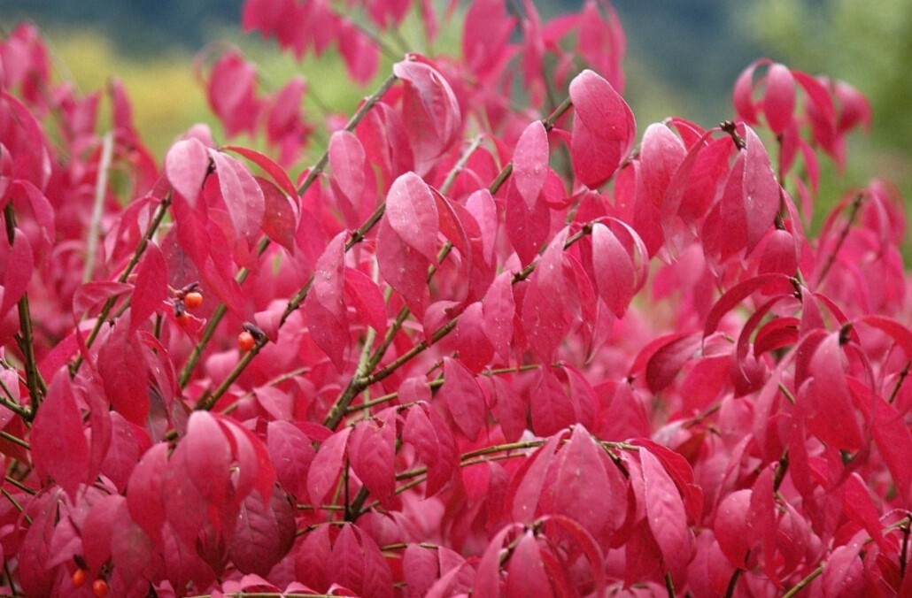 Burning Bush Dwf 1 gal