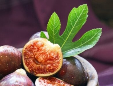 Fig Little Ruby 3 gal
