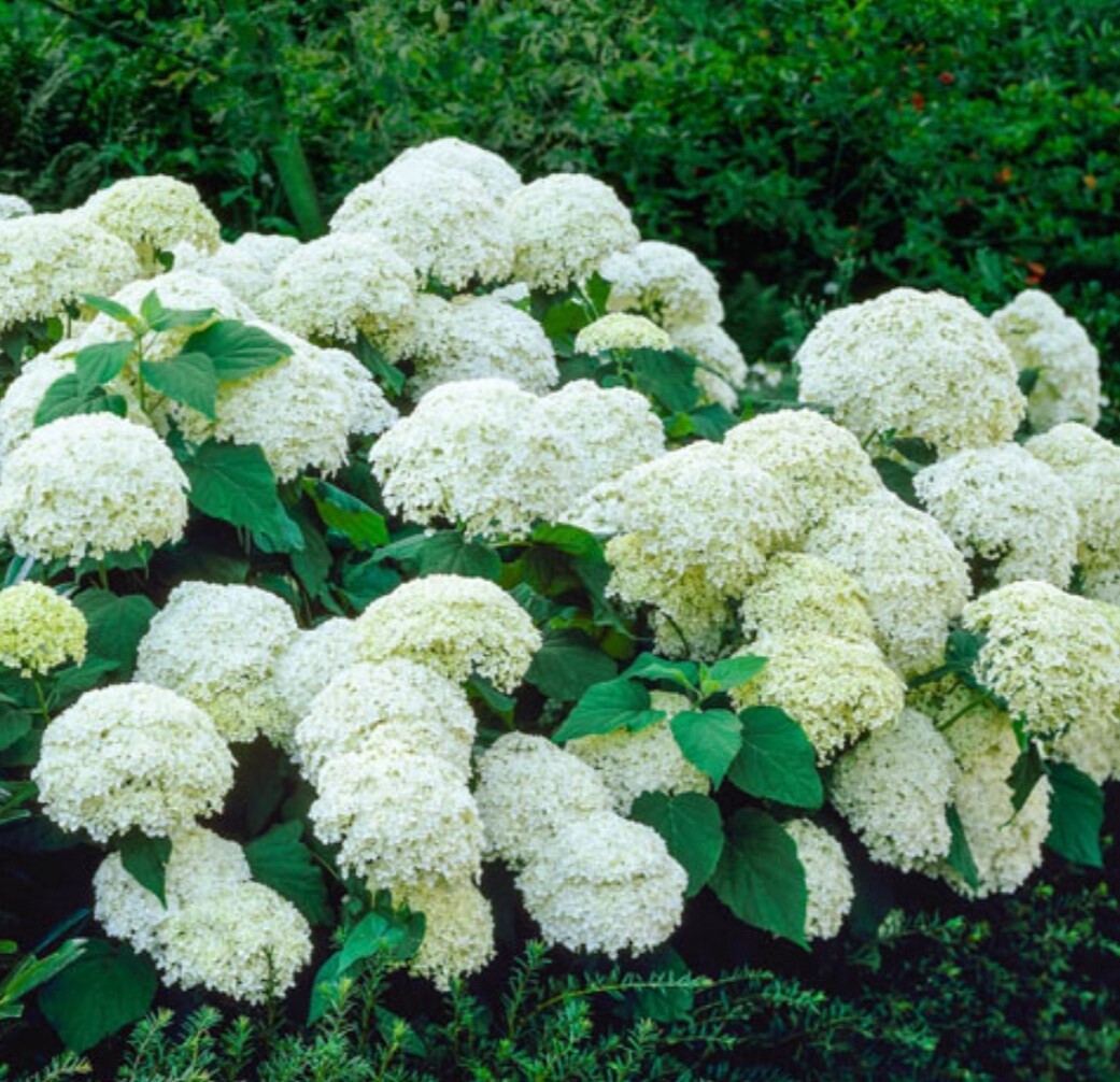 Hydrangea Annabelle 3 gal