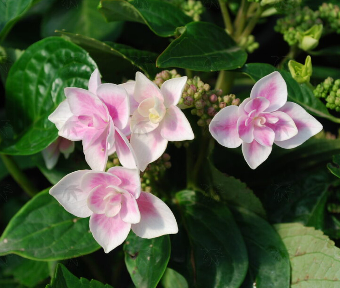 Hydrangea Kompeito star gazer 3 gal