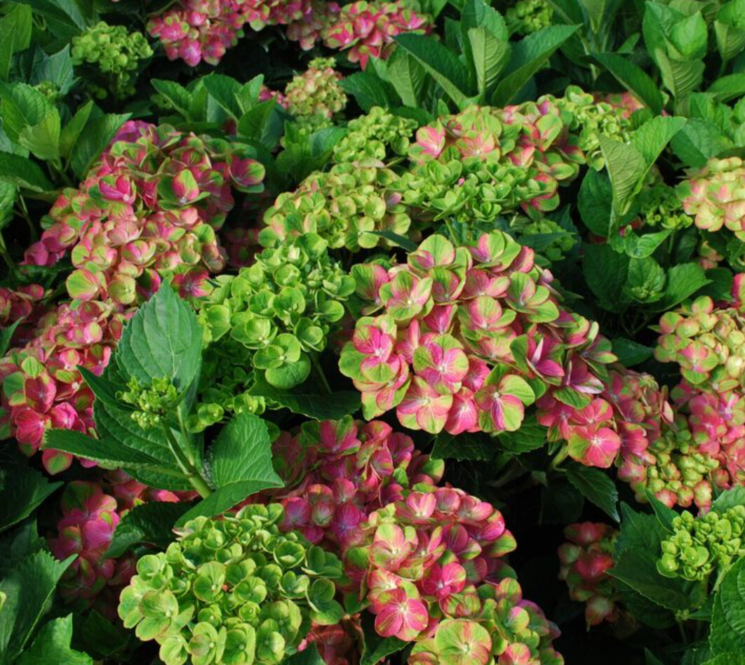 Hydrangea tilt a whirl 3 gal
