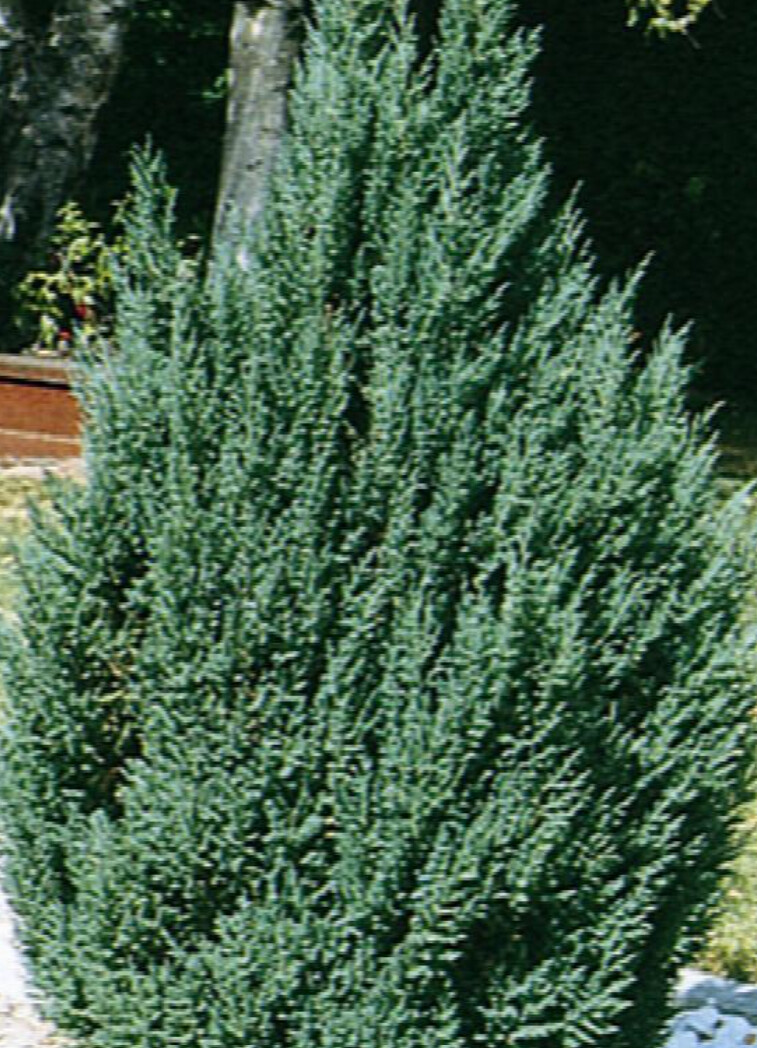 Juniper blue point 1 gal