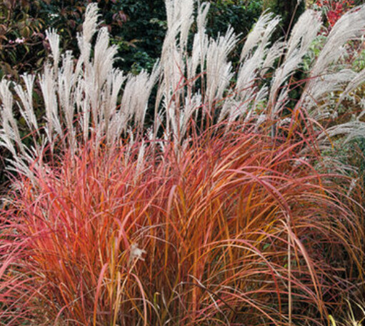 Miscanthus fire dragon 1 gal