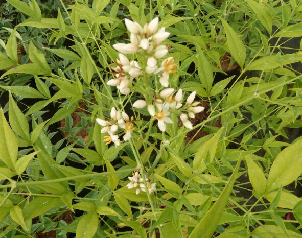 Nandina Brightlight 2 gal
