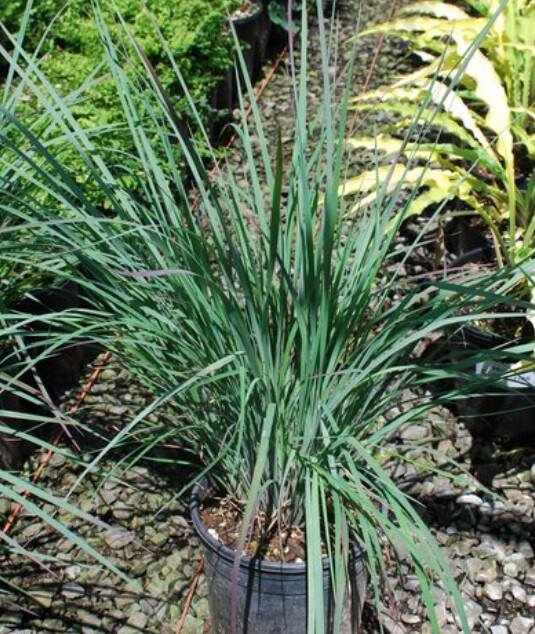 Little Bluestem grass 1 gal