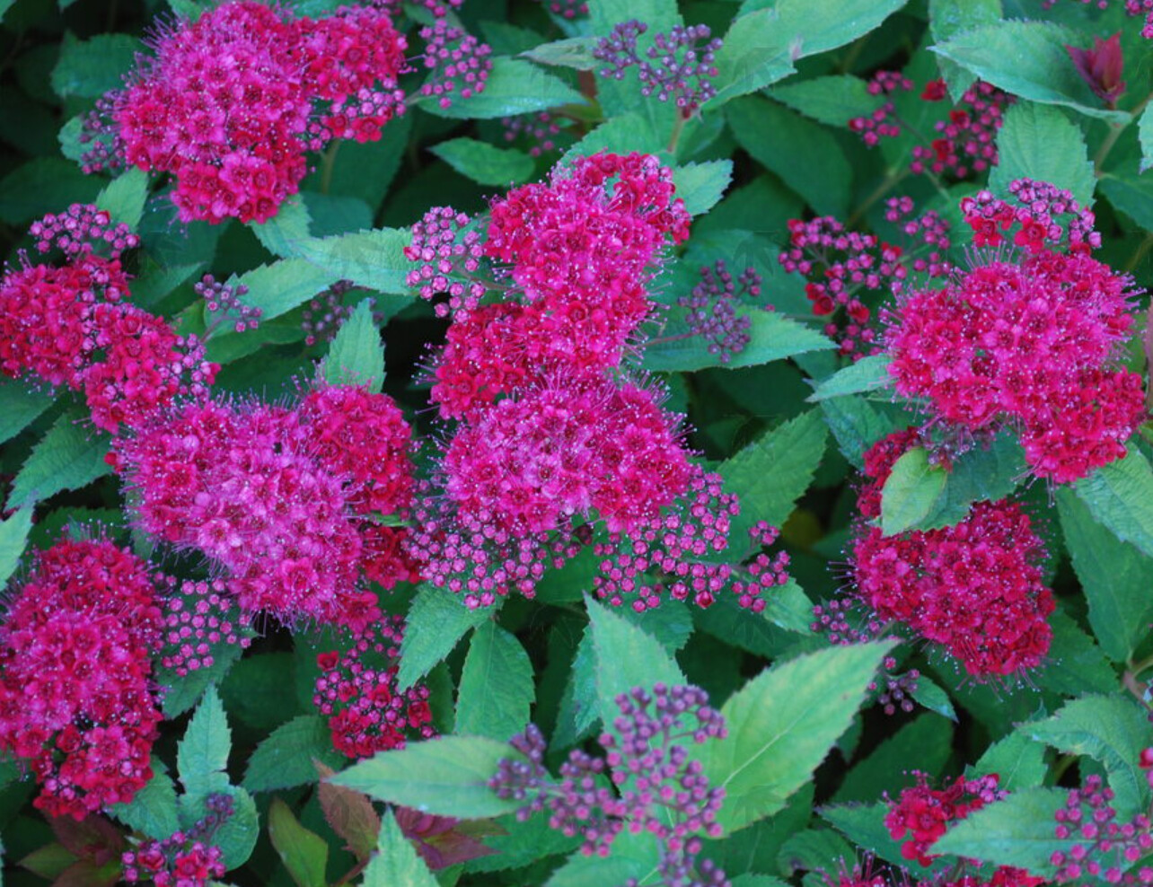 Spiraea Double play Doozie 3 gal