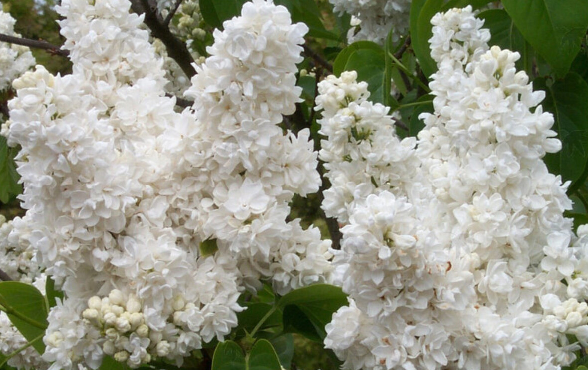 Lilac Mme Lemoine 2 gal