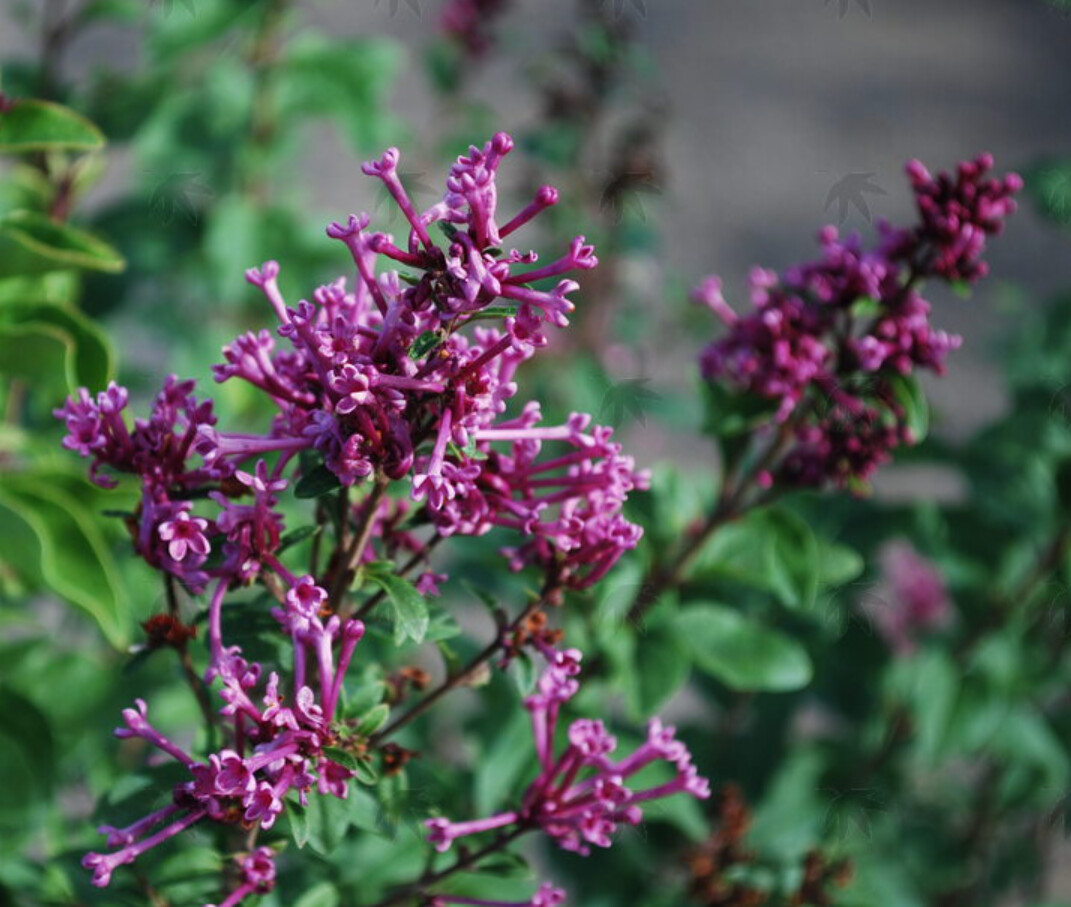 Syringa Bloomerang DARK PURPLE Tree 7 gal