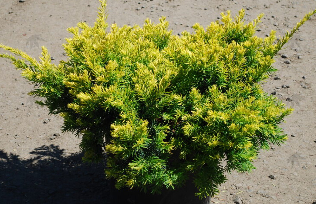 Yew dwarf golden 1 gal