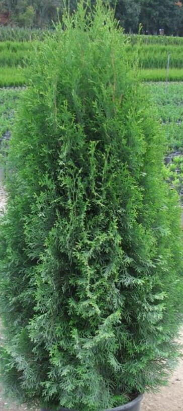 Thuja smaragd 1 gal