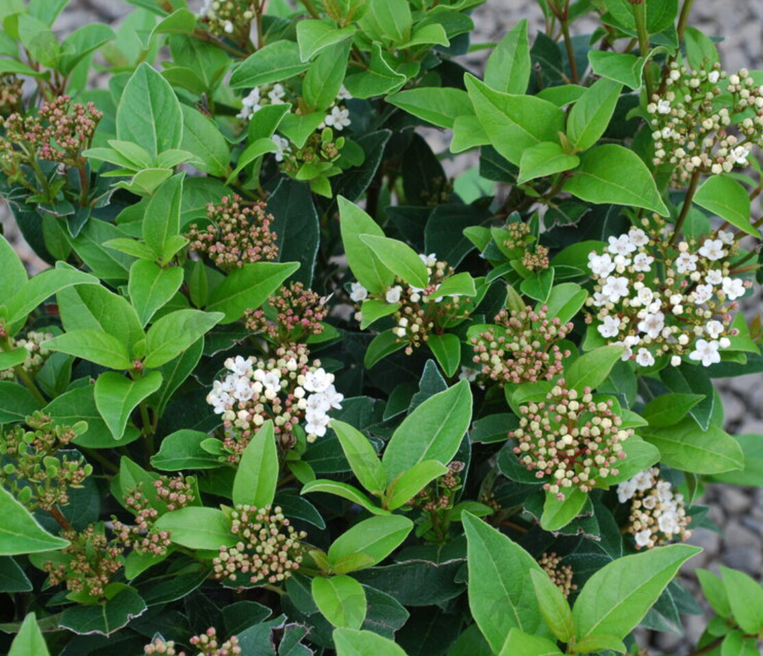 Viburnum tinus Spirit 1 gal