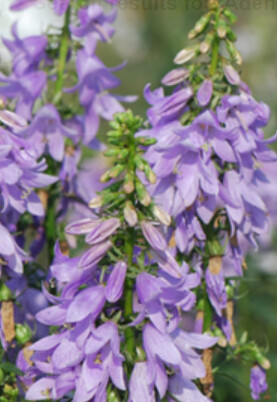 Adenophora Fairybells Gaudi Violet 1 gal