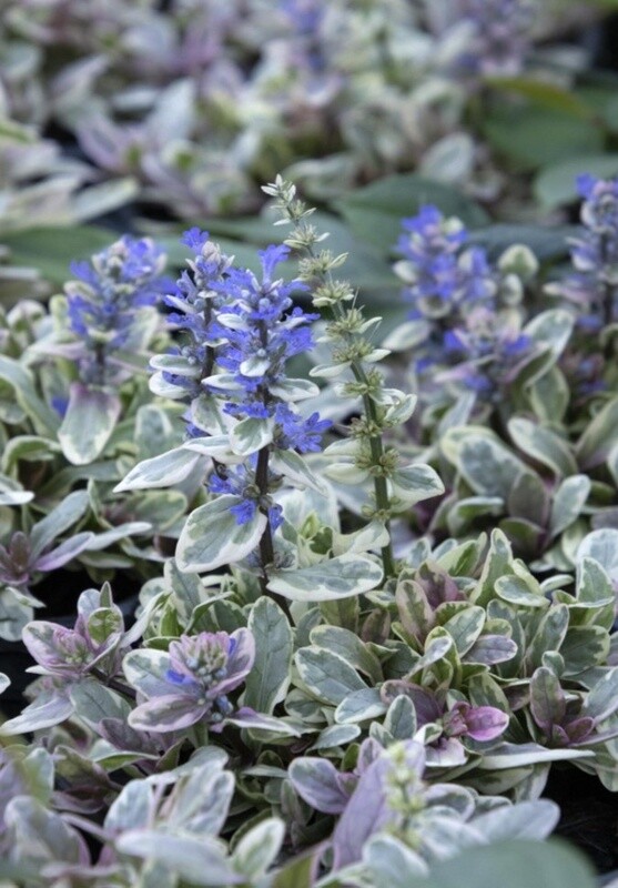 Ajuga Princess Nadia 4"