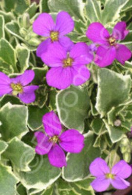 Aubrieta Dr Mules Vari Qt