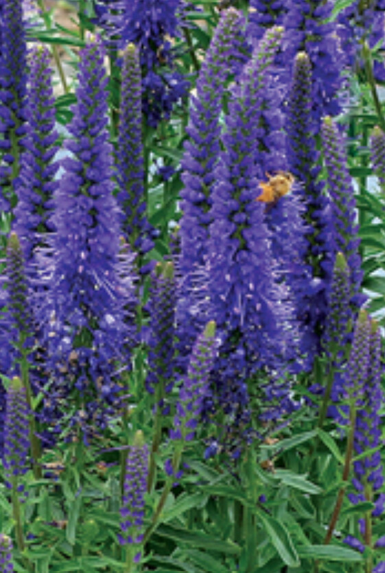 Veronica Vespers Blue