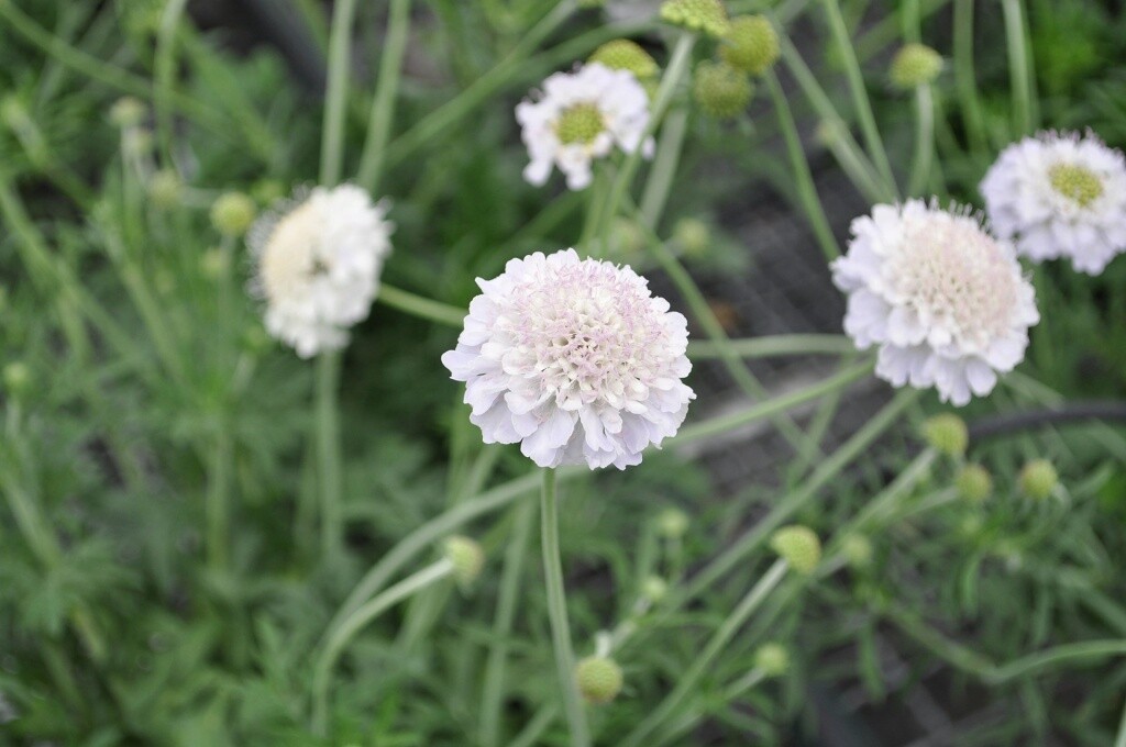 Scabiosa Giga Silver 1 gal