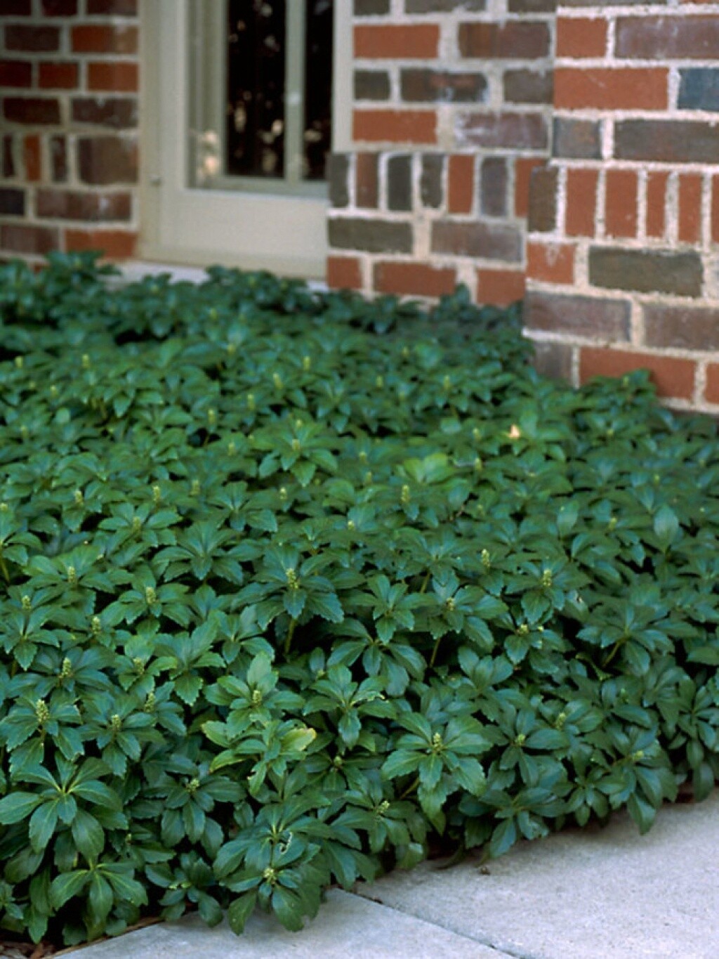 Pachysandra Green Carpet 4&quot;
