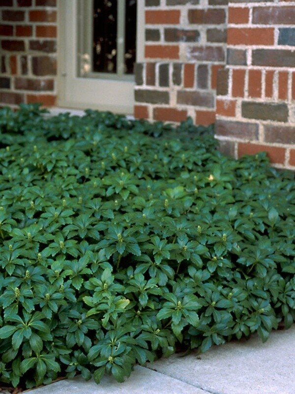 Pachysandra Green Carpet 4"