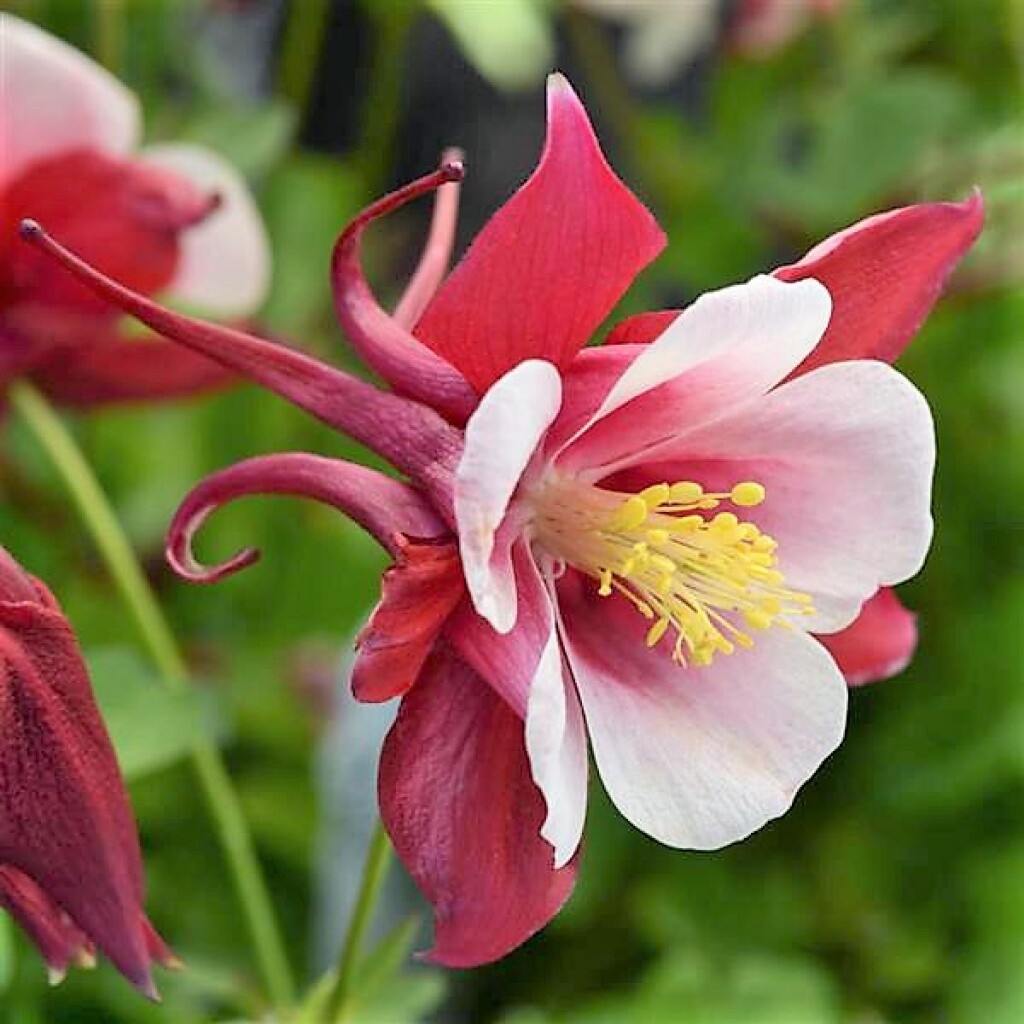Columbine Early Bird Red/White QT