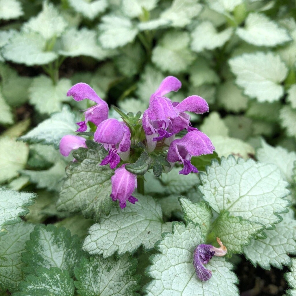 Lamium Ghost 4&quot;
