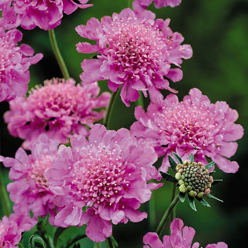 Scabiosa Flutter Rose Pink 1 gal