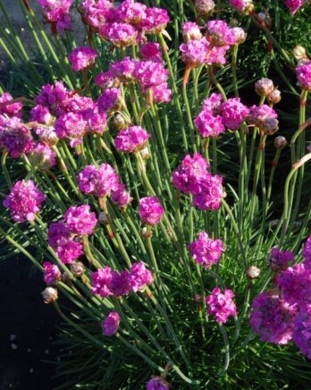 Armeria Splendens 4"