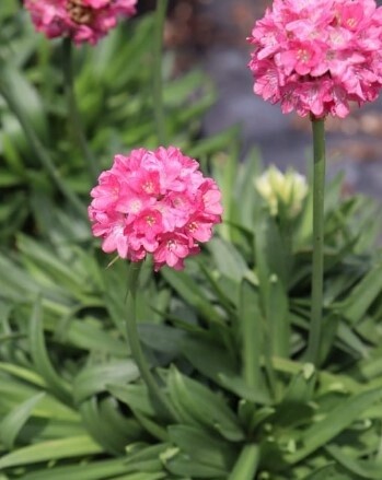 Armeria Dreamland 4&quot;