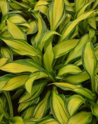 Hosta Rainbow&#39;s End 1 gal