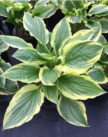 Hosta So Sweet 1 gal
