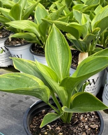 Hosta Shadowland Wu-La-La 1 gal